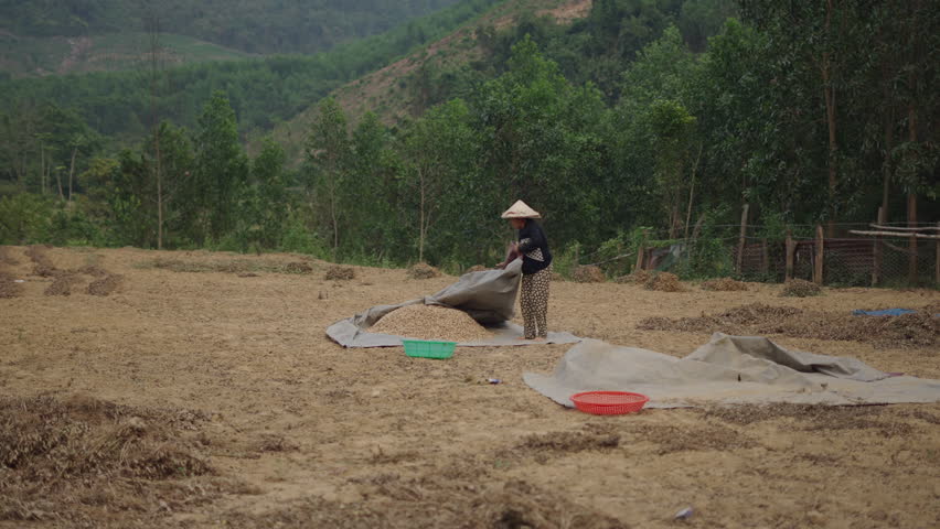 Vietnamese farmer covers the grain that lies on the ground with a large tarp after the day