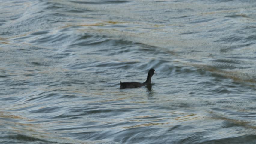 Waterfowl Bird Swimming in Lake Pond on Windy Autumn Day