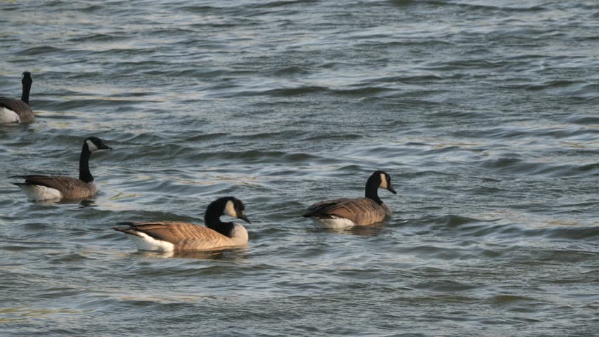 Family of Canadian Geese Swimming in a Lake Pond on Windy Autumn Day