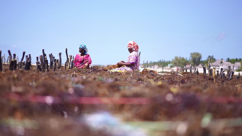 African traditional woman seaweed farming, kelp agriculture.  beach in Zanzibar. African tropical island vacation, tourism destination in Tanzania. 