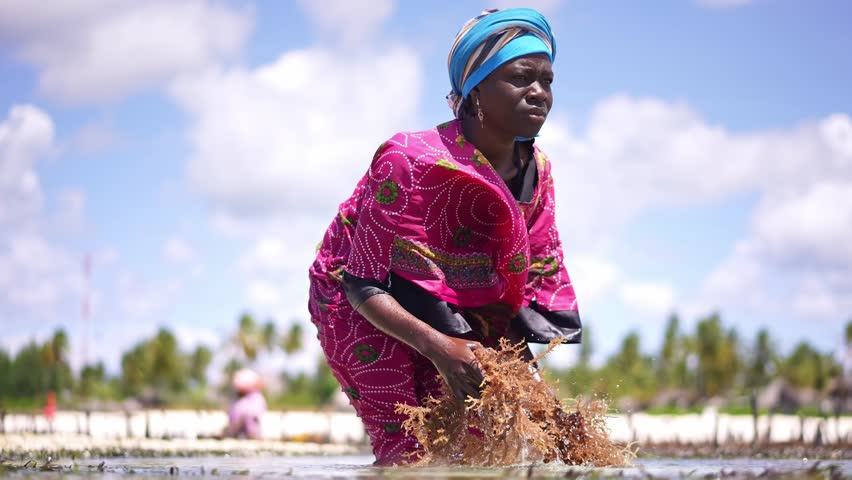 African woman seaweed farming, kelp agriculture.  beach in Zanzibar. African tropical island vacation, tourism destination in Tanzania. 