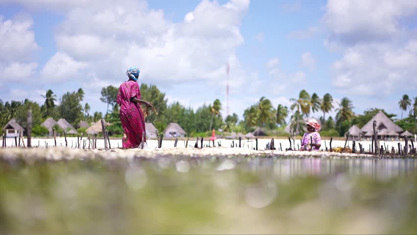 African woman kelp harvesting seaweed farming.agriculture in Zanzibar. tropical island vacation in Africa, tourism destination in Tanzania. 