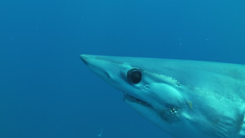 Close-up of a shortfin mako shark (Isurus oxyrinchus) with a hook scar on its left side. Check the gallery for similar footages
