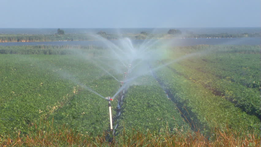 Irrigation for vegetables...