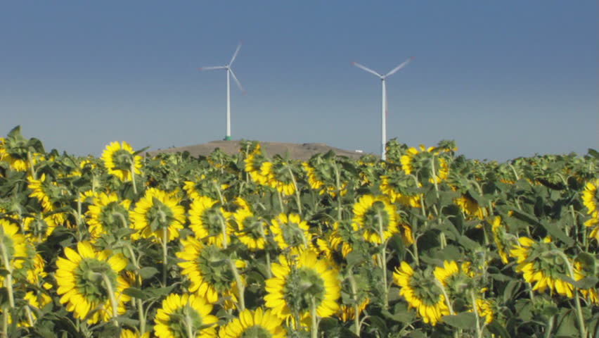 Windturbines behind a sunflower field