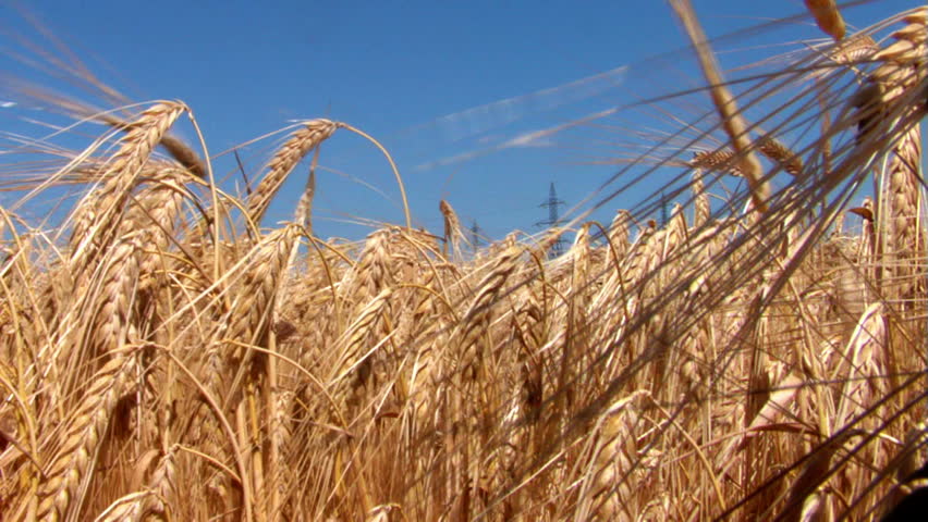 Nice barley crop in the morning ...