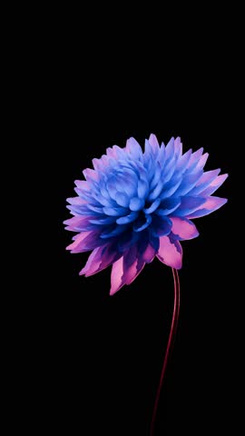A blossoming dahlia flower indigo, macro photography stain in watercolor, on black background