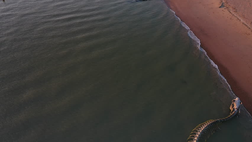 The Ocean Serpent . Representing a long skeleton of a sea serpent-France, Loire Atlantique, St Brévin les pins