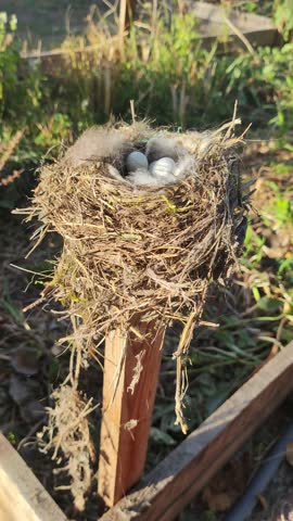 nest with eggs. Bird nest with eggs on a tree branch in the wild. The nest of a blackbird with eggs curled up in the thickets of trees.