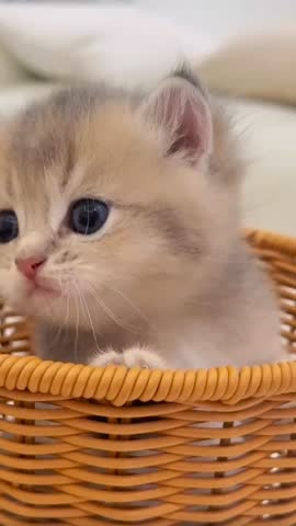 Beautiful kitten meowing and playing 