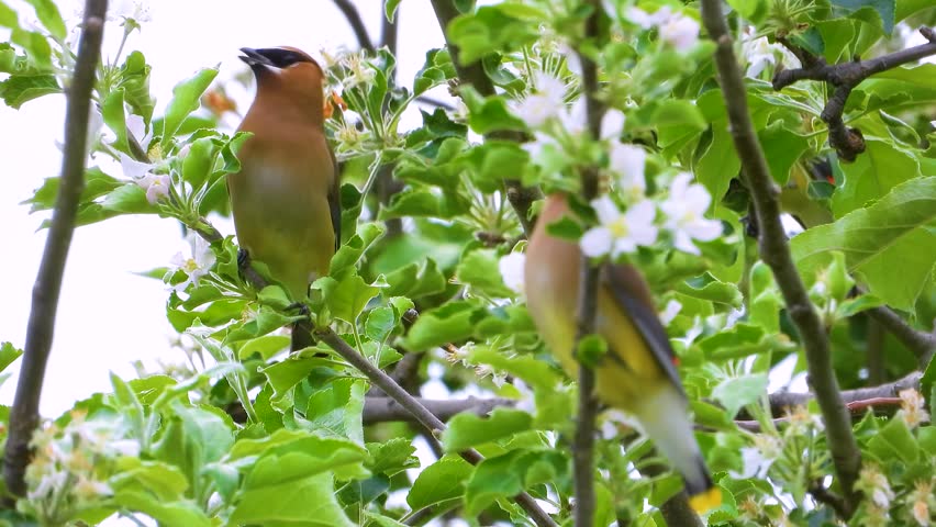 Adorable Cedar Waxwing birds eating flowers from plant in Montreal, Canada. Close up