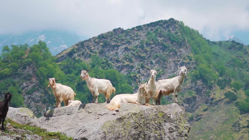 Group of Goats standing on rock and green mountains in background at Bakarthatch, Himachal Pradesh, India. Goats in the background of the scenic Himalaya mountains

