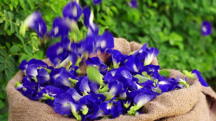 Spectacular shot of fresh blue butterfly pea flowers falling on slow-motion on farm, plants in the background, harvest