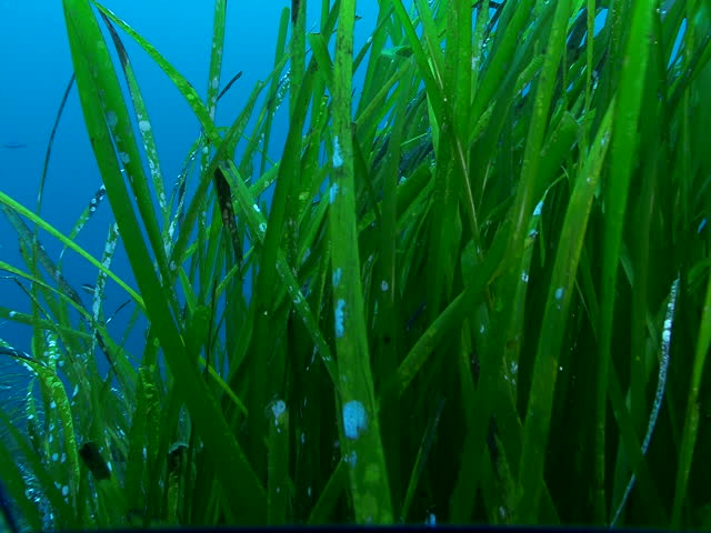 The camera moves out of the posidonia seagrass and turns toward a grouper as it swims away, disappearing into the blue. Check my portfolio for more Mediterranean footage.