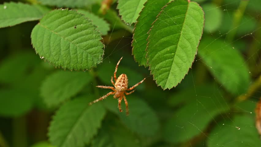 Spider on the web macro video