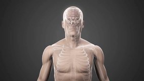 Animation of mathematical data processing over human body on black background. Global science, connections, computing and data processing concept digitally generated video. - Powered by Shutterstock - Get 15% off with code: PIKWIZARD15