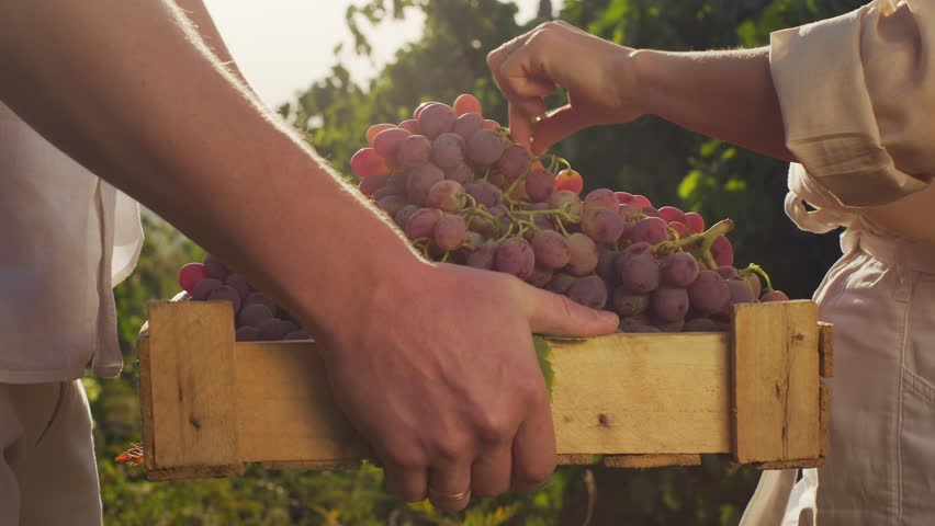 Grape harvest. Man and woman picking ripe grape bunches from vines during wine harvest season. The harvesting of wine grapes in winemaking. Harvesting season