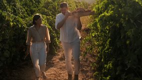 Couple in love in vineyards during harvesting of wine grapes. Young man and woman walk through vineyards with box of grapes at sunset. Grape harvest - Powered by Shutterstock - Get 15% off with code: PIKWIZARD15