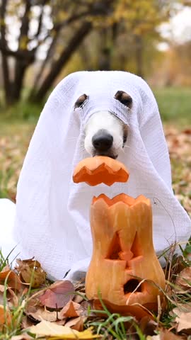 Jack Russell Terrier dog in a ghost costume puts a pumpkin cap on a jack-o-lantern in the autumn forest. Vertical video. 