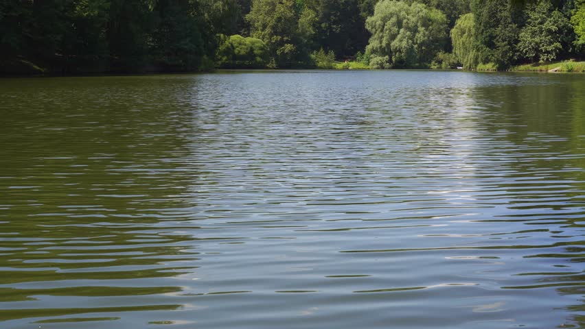 Pond water with small ripples of waves and reflection of the blue sky. Green water of a forest lake. Summer landscape. Emphasis on water. Fixed camera.