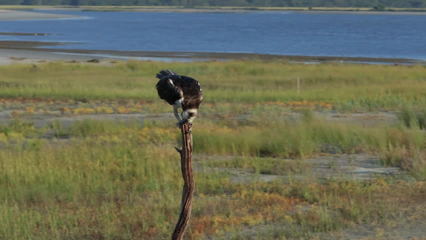 A large Osprey feeding on a fish and sitting perched on a branch on the coast of South Carolina