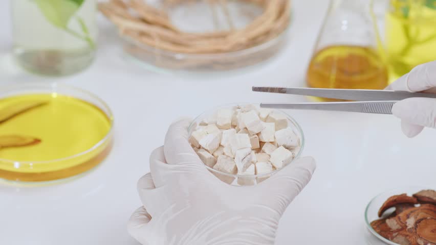 Footage of an oriental medicine experiment in a laboratory, poria cocos wolf is being picked up by tweezers from a petri dish. Close up shot from high angle view, space for editing