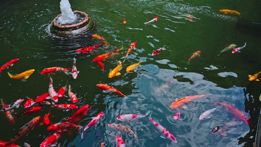 A lot of colorful Japanese carp koi fish nishikigoi swim in a pond in a garden in Asia
