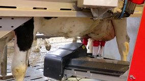 Milking robot at work