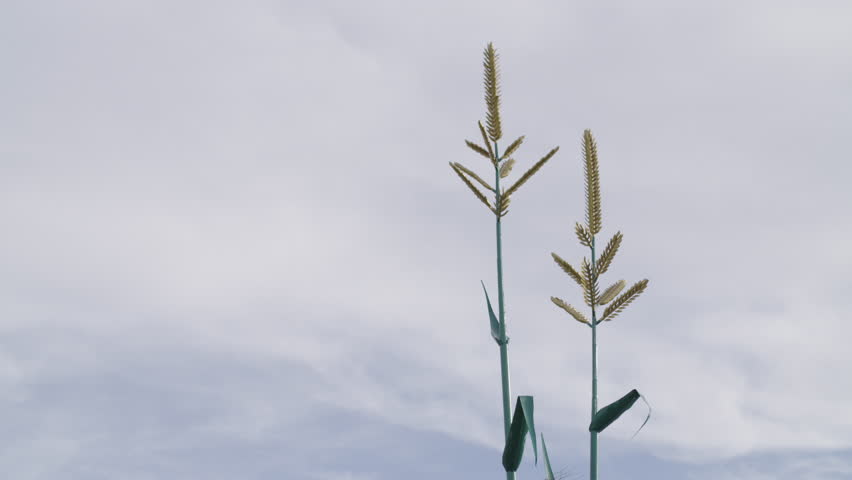 Two giant cornstalks on sky