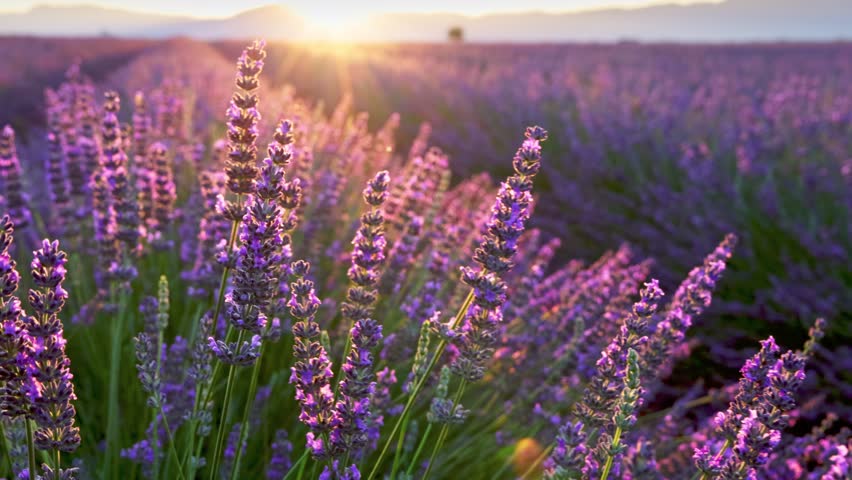 Purple fresh lavender flowers sway in the wind in the sunset rays. Endless lavender fields in Valensole, Provence, France - popular travel destination. Blooming lavender. Gimbal slow motion HDR shot