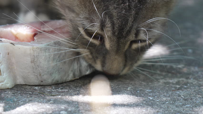 A Grey Tabby Cat Focused on Eating