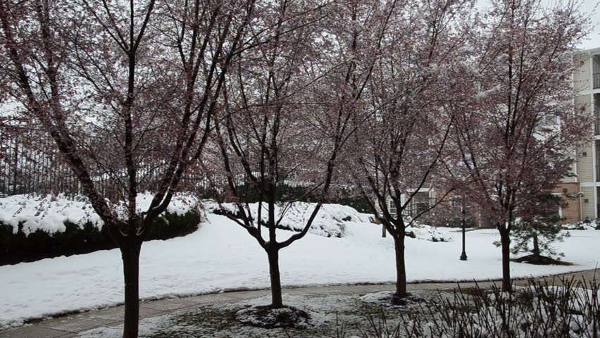 Pink Cherry Blossom Trees During Stock Footage Video 100 Royalty Free Shutterstock