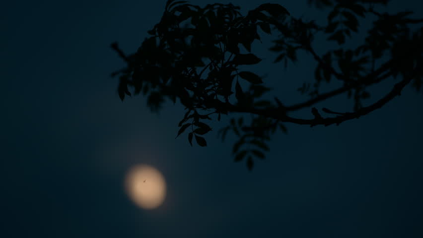 Dark branch of an ash tree with leaves gently moving in the wind, blurred yellow moon in the backgroud, dark night sky