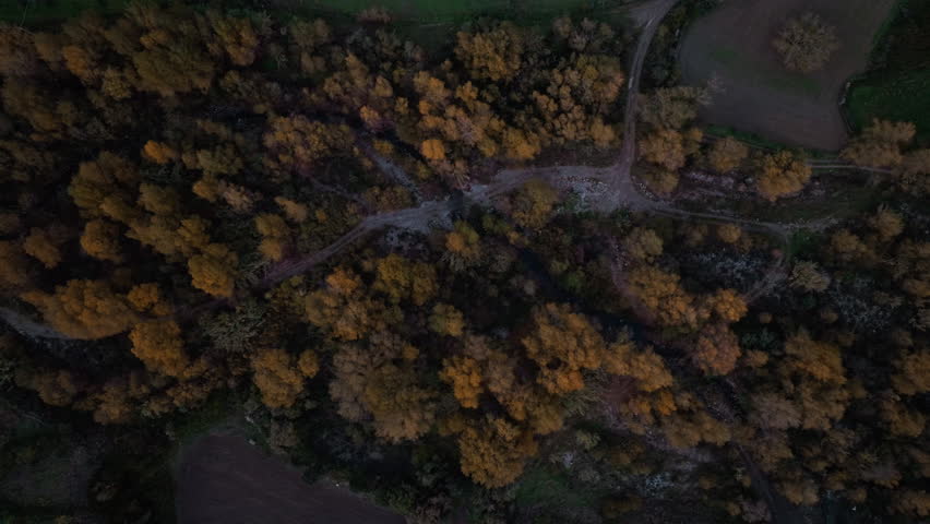 Golden Leaves Forest at Twilight