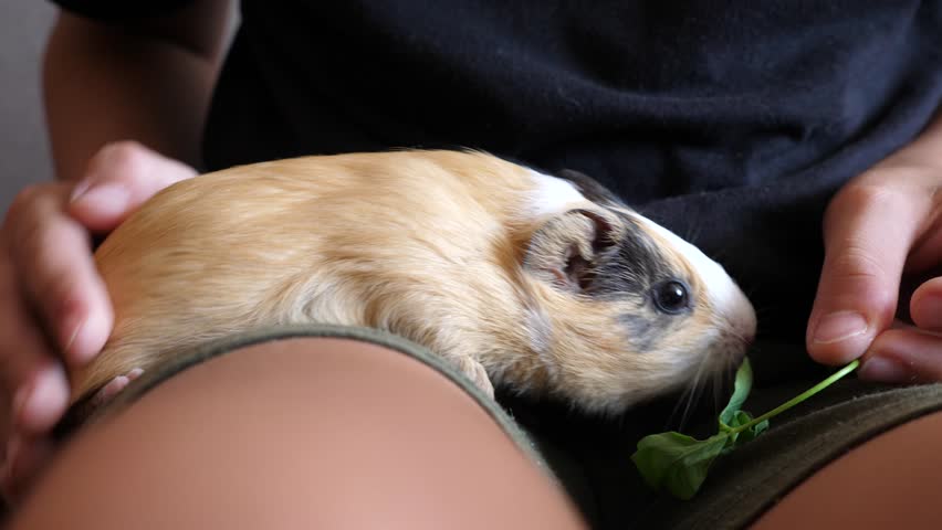 People take care of the guinea pig and play with it.