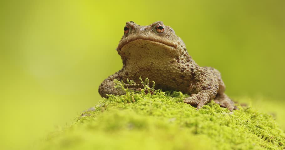 Close-up footage of a common toad (Bufo bufo) resting on a mossy tree trunk with a beautiful green background
