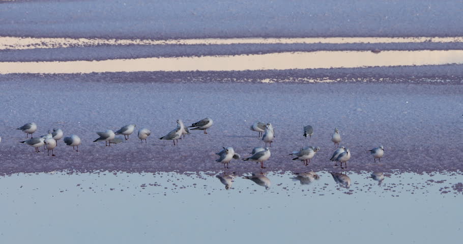 Terns and gulls in the Salt Marshes Of Aigues-Mortes, Gard department, Occitanie in France