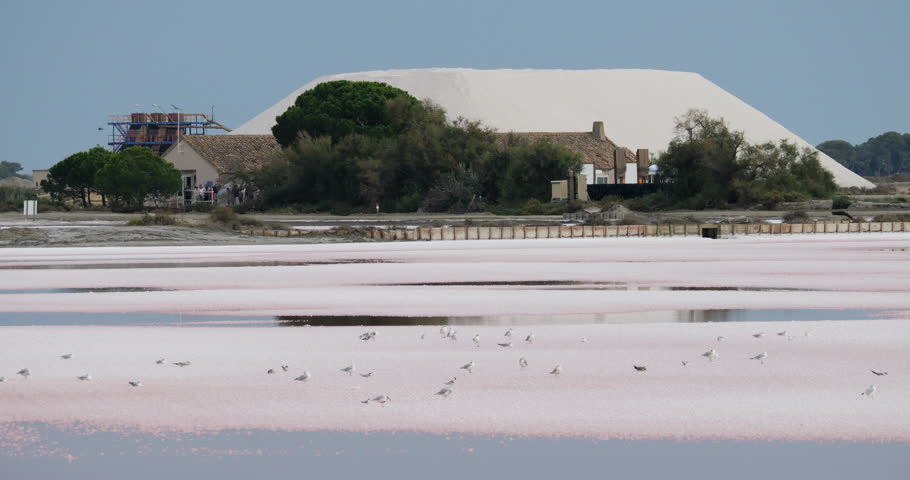 The Salt Marshes Of Aigues-Mortes, Gard department, Occitanie in France