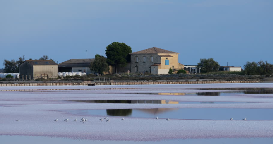 The Salt Marshes Of Aigues-Mortes, Gard department, Occitanie in France