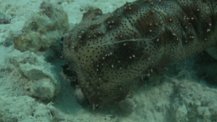 A wide shot of a sea cucumber releasing sperm through an opening on its head, set against the backdrop of the ocean floor. Check my portfolio for more sea cucumber footage.
