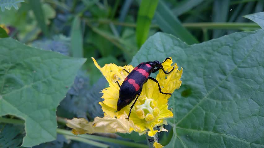 Orange Blister Beetle eating a Flower