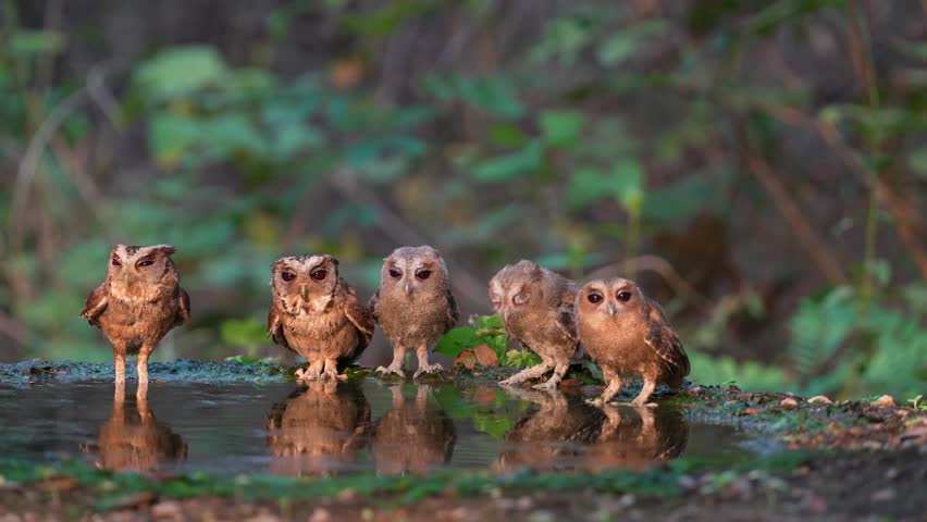 Collared Scops Owl Little baby Owl drink water in a small pond with cute furry family