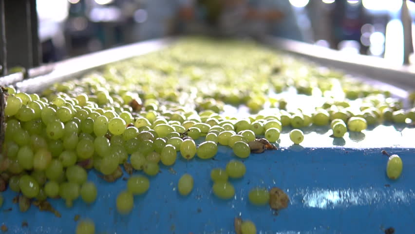 washed grapes on belt, fa01