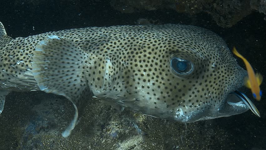 A close-up of a porcupinefish (Diodon) being cleaned by a wrasse, as the wrasse meticulously cleans its teeth, illustrating the mutualistic relationship between cleaner fish and larger marine species.