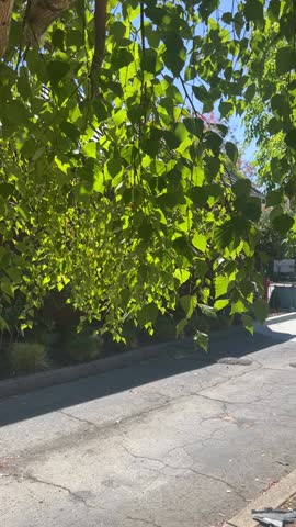   park , road , branches with leaves , nature , green
