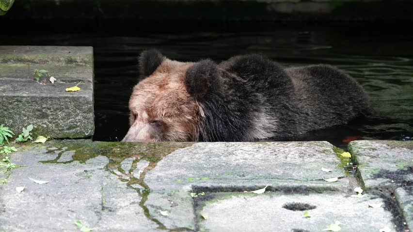 Tibetan Bear, a rare species is enjoying water during the heat wave in Chongqing Zoo of Chongqing, China in September 2024
