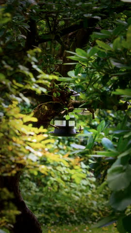 Two birds land on a bird feeder hanging from a tree branch, perch briefly, and then fly away, surrounded by lush green foliage with soft, diffused light filtering through the leaves