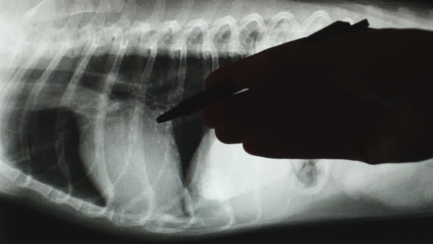 Veterinarian Explaining Canine Heart Radiograph Stock Footage Video ...