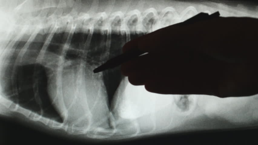 Veterinarian explaining canine heart radiograph to pet owner.