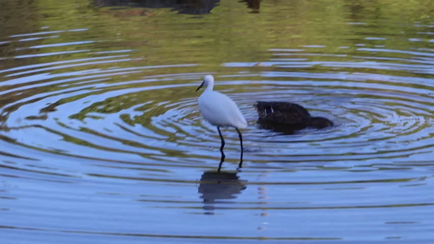 White heron searching for prey in shallow water